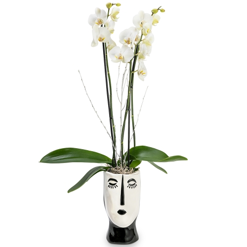White Phalaenopsis on a face vase
